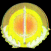 Davion Regimentswappen - Davion Garde Davion Regimentswappen - Davion Garde
