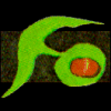 Marik Regimentswappen - Orientefüseliere Marik Regimentswappen - Orientefüseliere